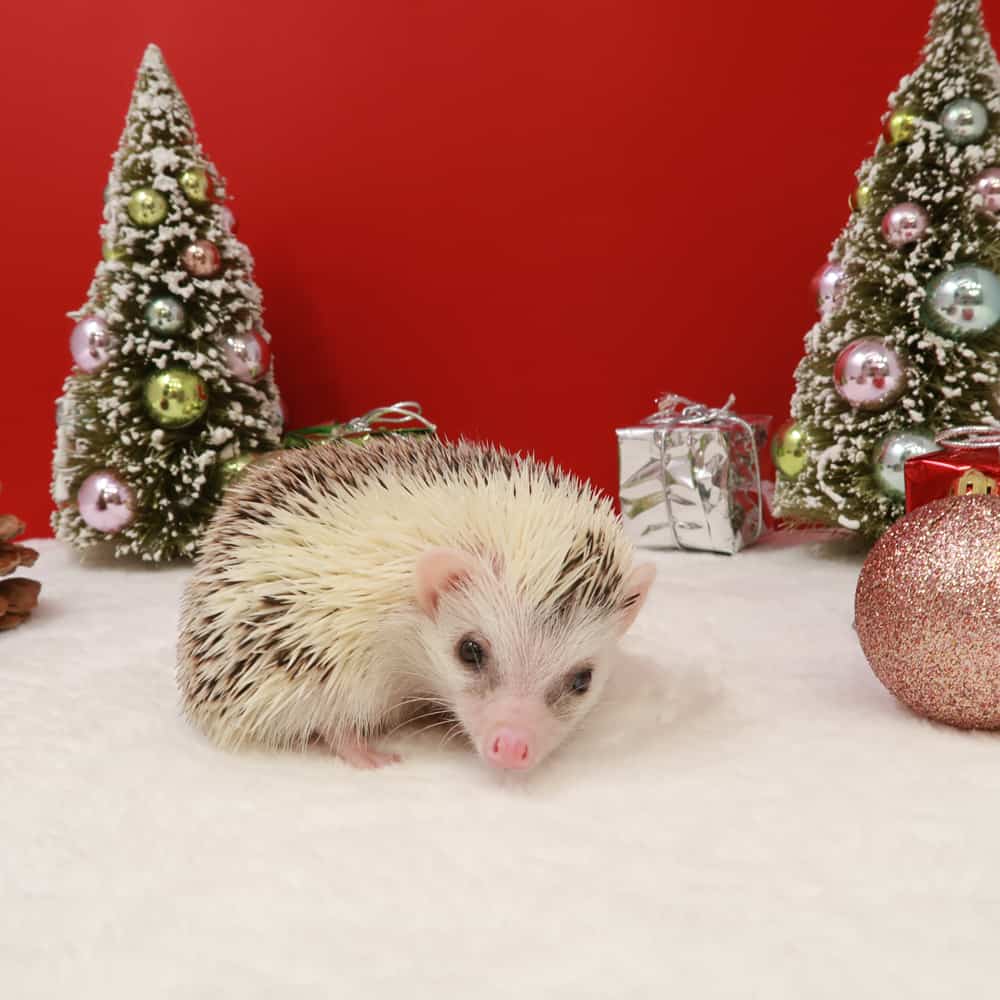 dakota-male-granite-state-hedgehogs