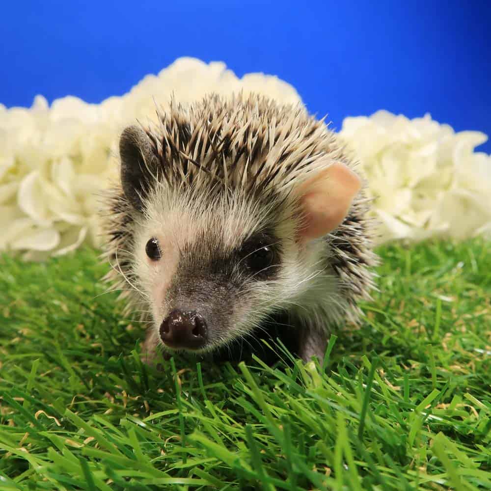 dakota-male-granite-state-hedgehogs