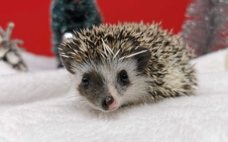 hedgehog waiting list